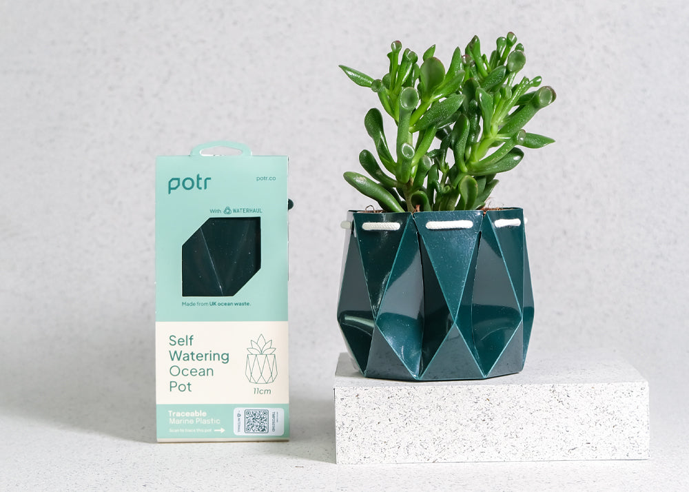 Geometric green planter with succulent and potr packaging on a light gray background