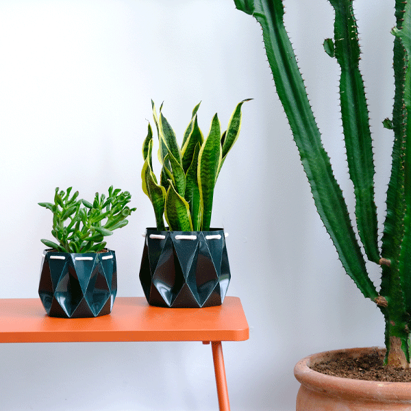 Two potted plants on an orange table against a white wall